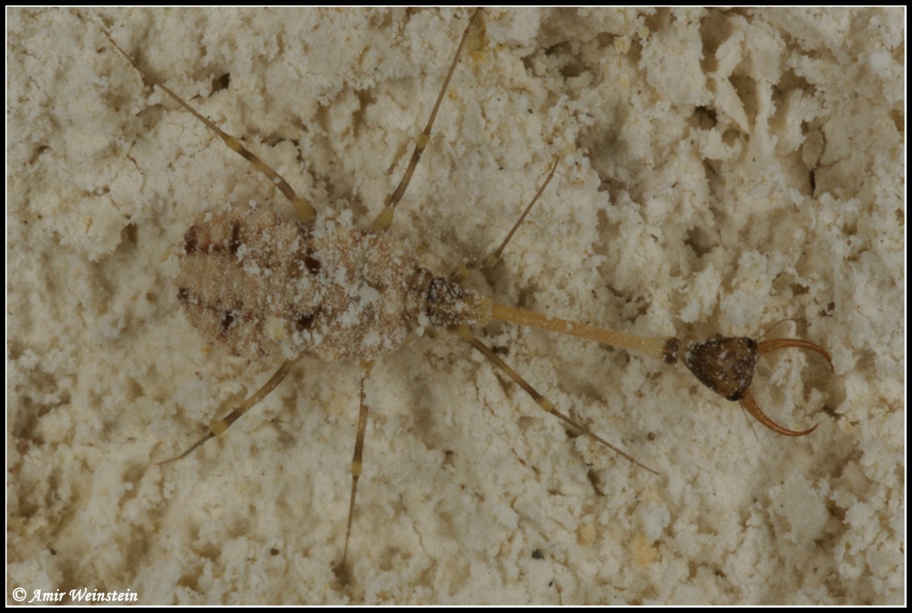 Dielocroce hebraea from Israel